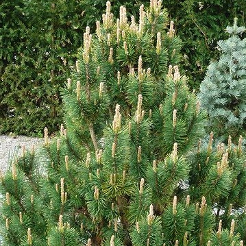 Zakrsle rostoucí jehličnany - Borovice kleč 'Columbo' 15 litrů