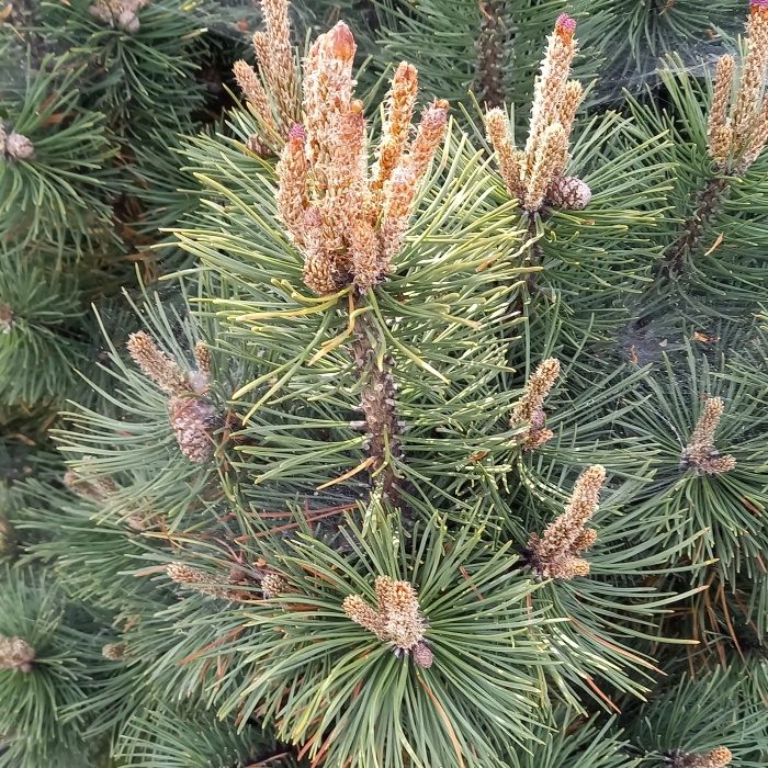 Zakrsle rostoucí jehličnany - Borovice kleč Columnaris 80/100cm