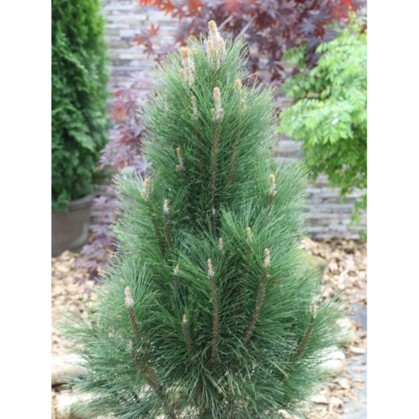 Borovice kleč Columnaris 80/100cm-0