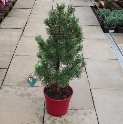 Borovice kleč 'Columnaris' květináč 5 litrů, výška 30/40cm, sloupovitá, stromek-0