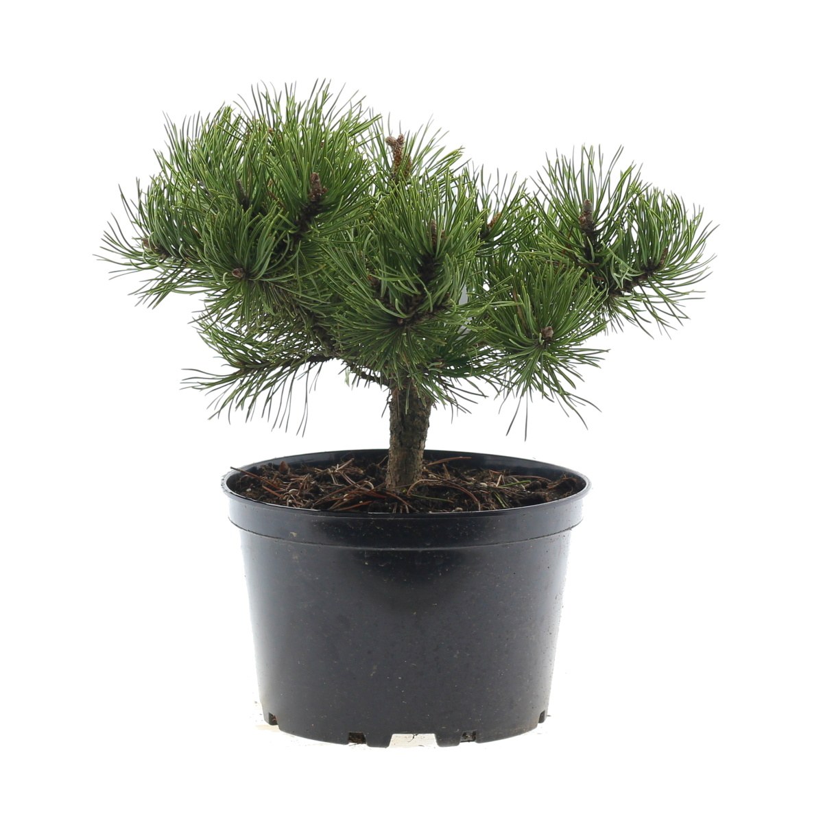 Zakrsle rostoucí jehličnany - Borovice kleč Corleys Mat 4 litry