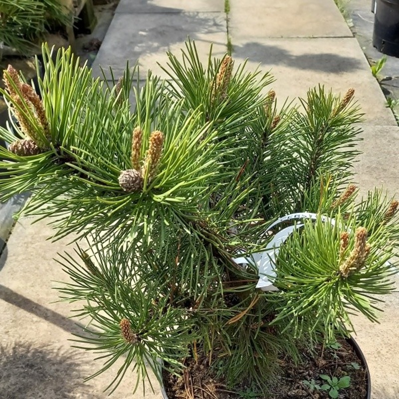 Borovice kleč Corleys Mat 4 litry-0