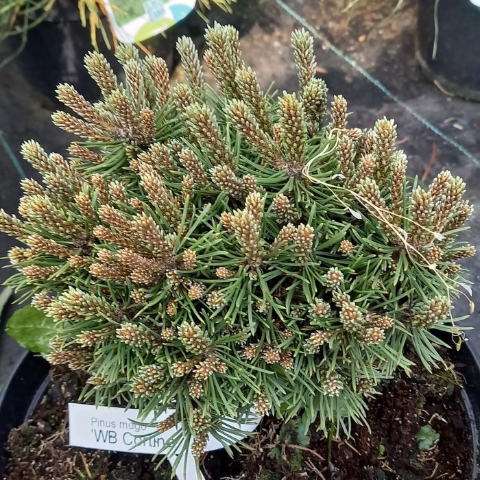 Zakrsle rostoucí jehličnany - Borovice kleč 'Cortina' květináč 5 litrů