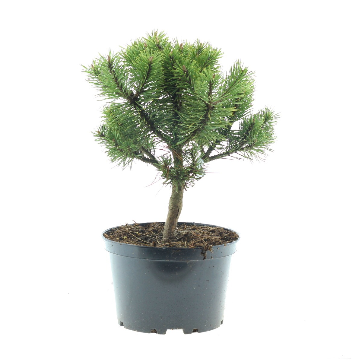 Zakrsle rostoucí jehličnany - Borovice kleč Echiniformis výška 20/40cm, květináč 3 litry