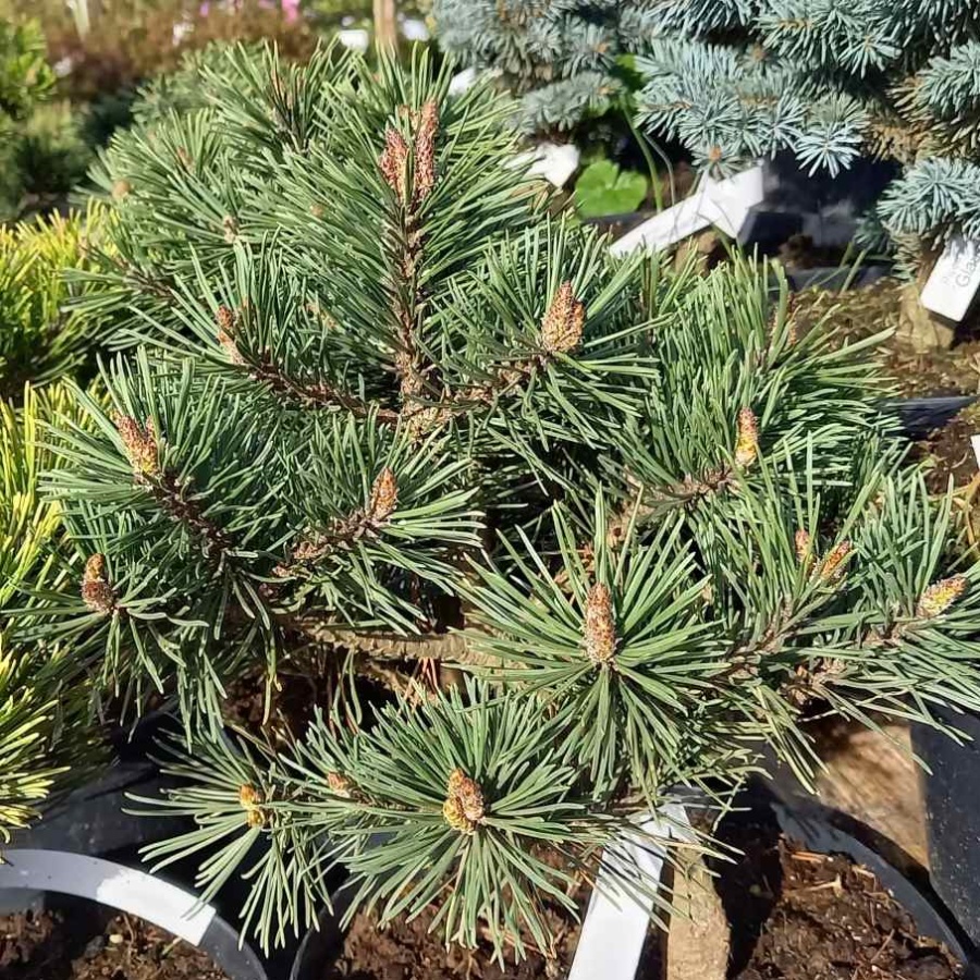 Borovice kleč Echiniformis výška 20/40cm, květináč 3 litry-0