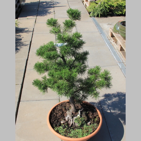 Zakrsle rostoucí jehličnany - Borovice kleč 'Gnom' bonsai, miska
