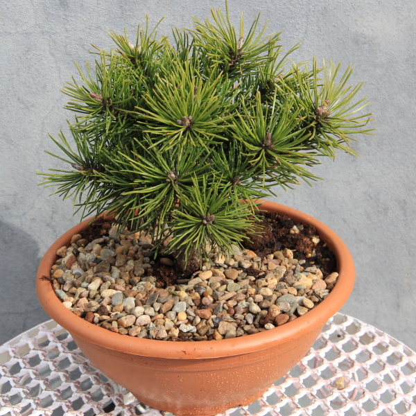 Zakrsle rostoucí jehličnany - Borovice kleč 'Gnom' miska 2 litry