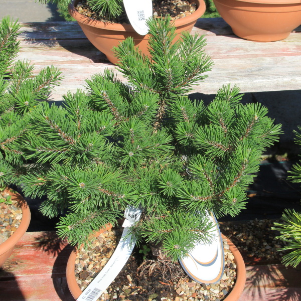 Zakrsle rostoucí jehličnany - Borovice kleč 'Gnom' miska 3,5 litru