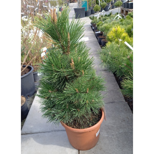 Zakrsle rostoucí jehličnany - Borovice kleč Green Column výška 40/50cm, 7,5 litru