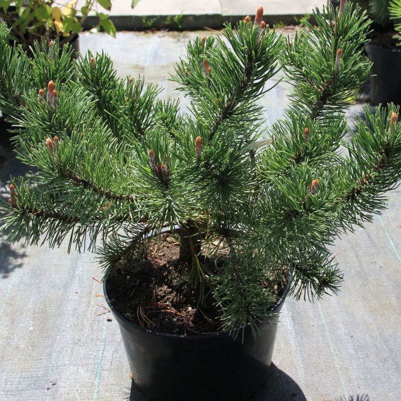 Zakrsle rostoucí jehličnany - Borovice kleč 'Green Shadow' 4 litry