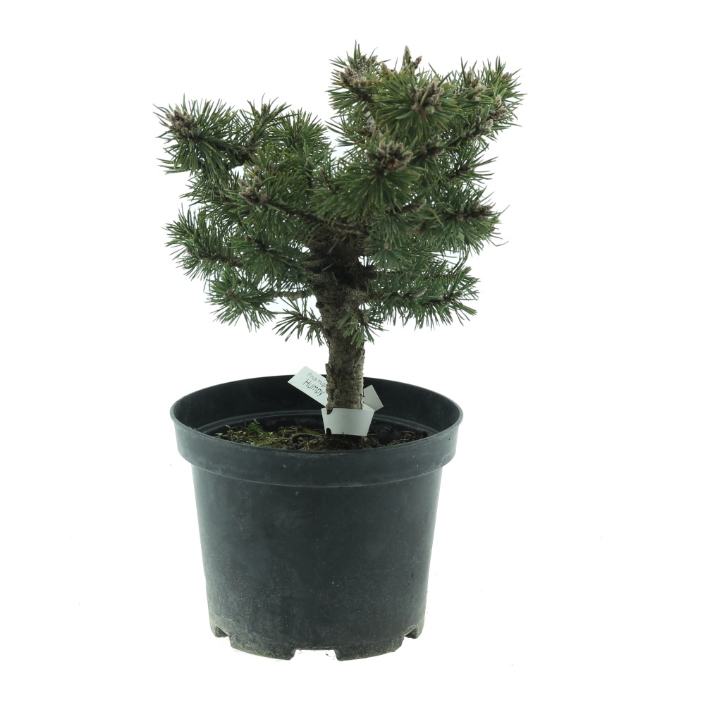 Zakrsle rostoucí jehličnany - Borovice kleč Humpy 2 litry