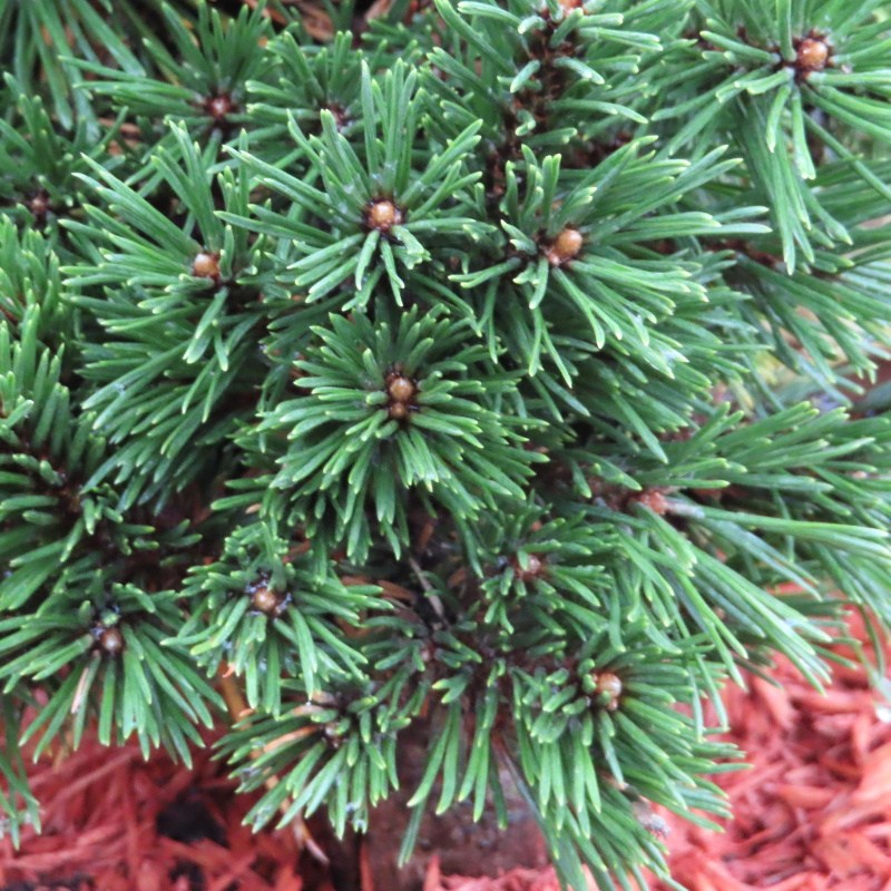 Zakrsle rostoucí jehličnany - Borovice kleč 'Humpy' květináč 7,5litru, 30/40cm