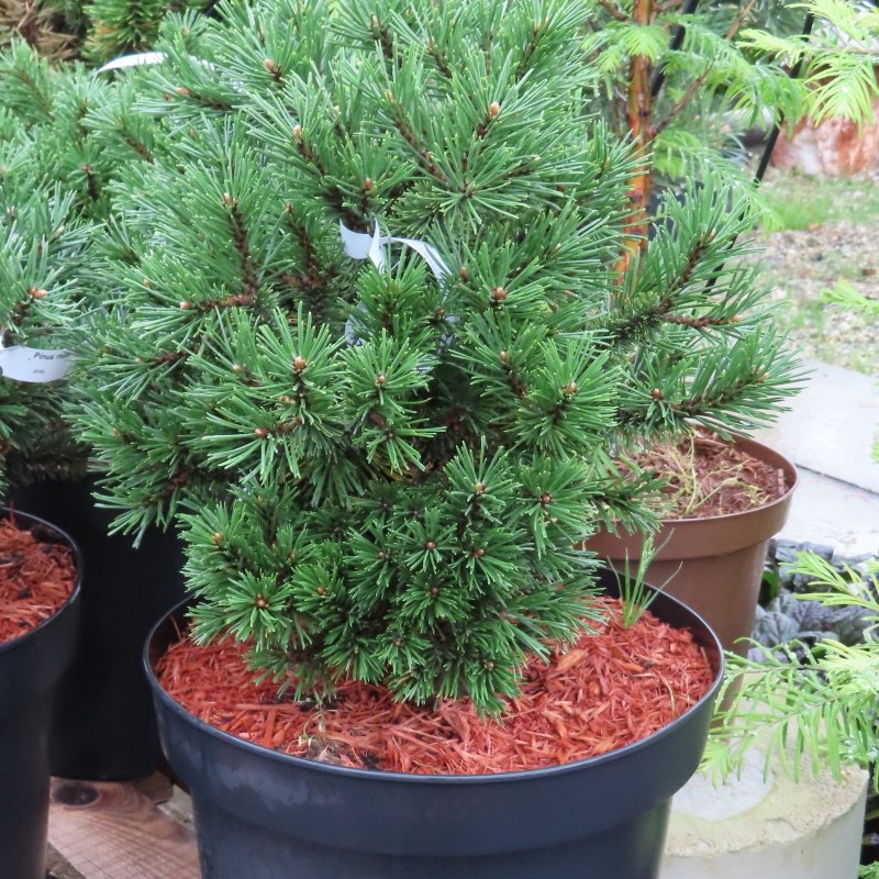 Borovice kleč 'Humpy' květináč 7,5litru, 30/40cm-0