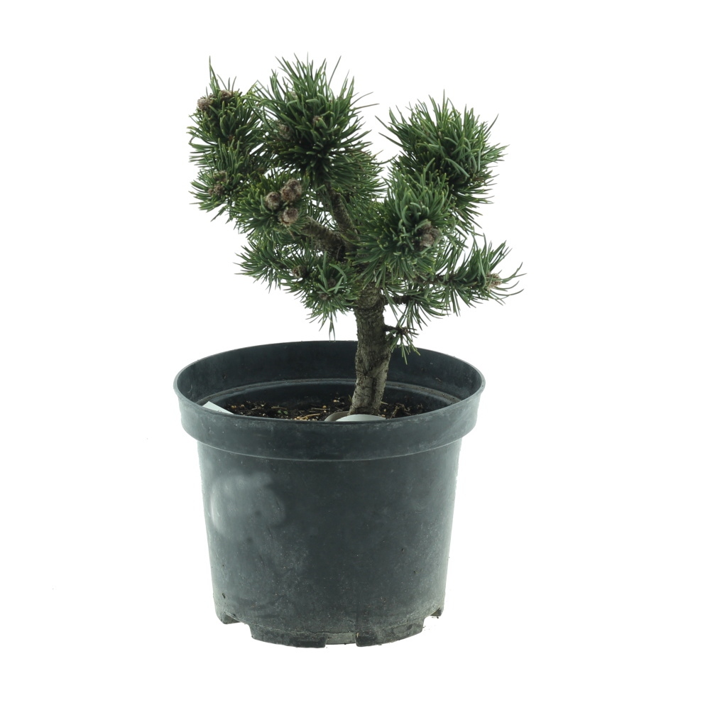 Zakrsle rostoucí jehličnany - Borovice kleč Jacobsen 4 litry