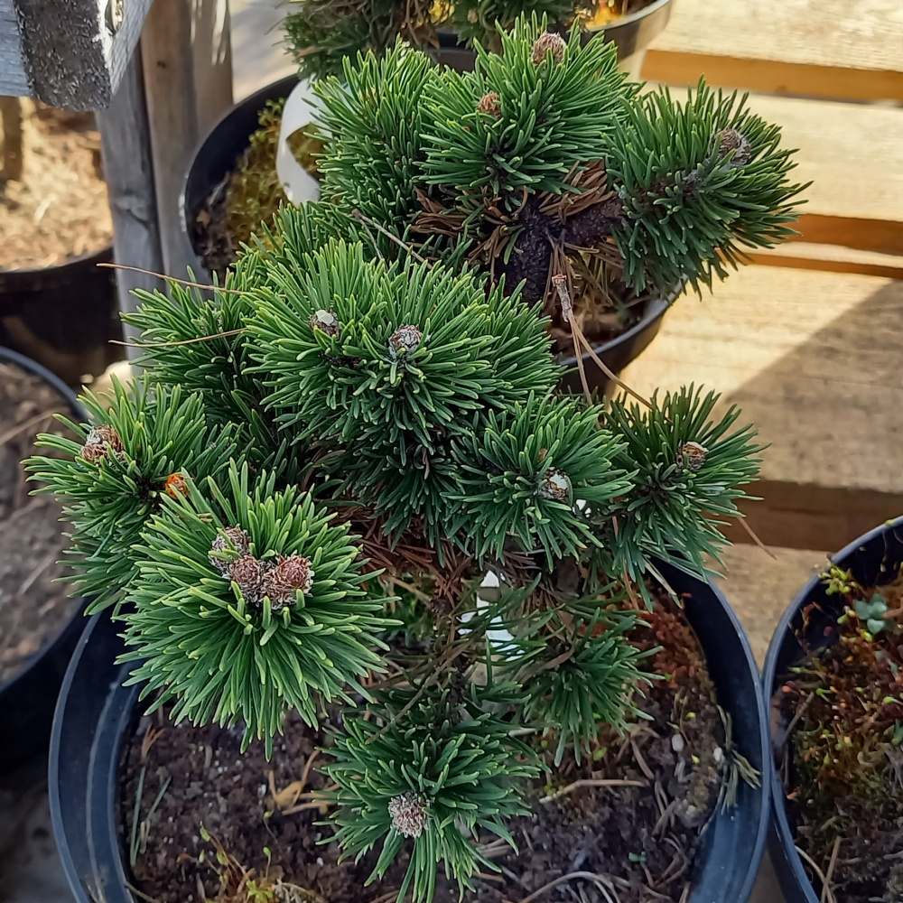 Borovice kleč Jacobsen 4 litry-0