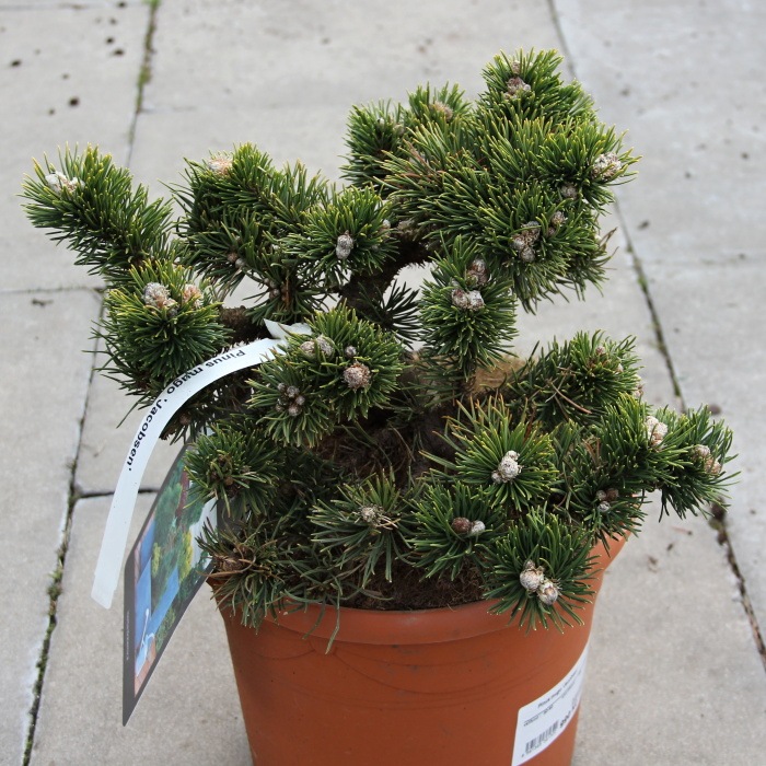 Zakrsle rostoucí jehličnany - Borovice kleč 'Jacobsen' 5 litrů