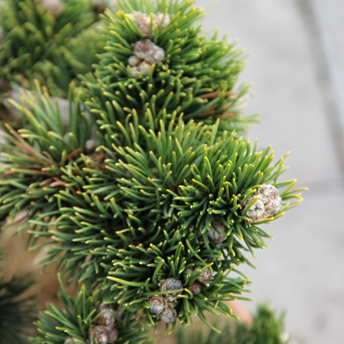 Borovice kleč 'Jacobsen' 5 litrů-0