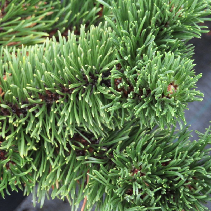 Zakrsle rostoucí jehličnany - Borovice kleč 'Jacobsen' květináč 15 litrů, 30/40cm