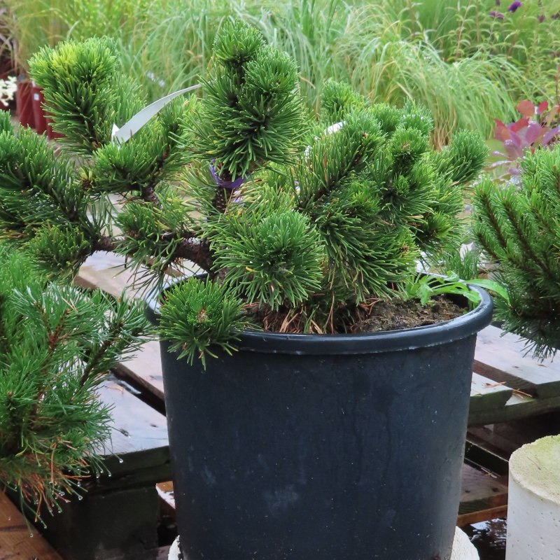 Borovice kleč 'Jacobsen' květináč 15 litrů, 30/40cm-0