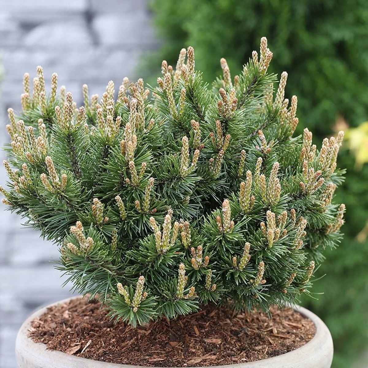 Zakrsle rostoucí jehličnany - Borovice kleč Klostergrün výška 70/80cm