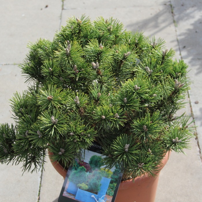 Zakrsle rostoucí jehličnany - Borovice kleč 'Kobold' 5 litrů