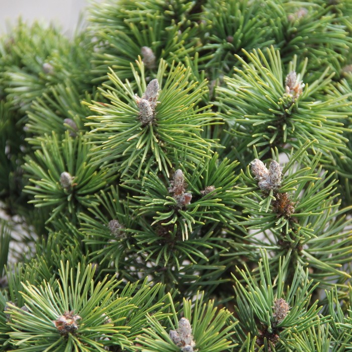 Borovice kleč 'Kobold' 5 litrů-0