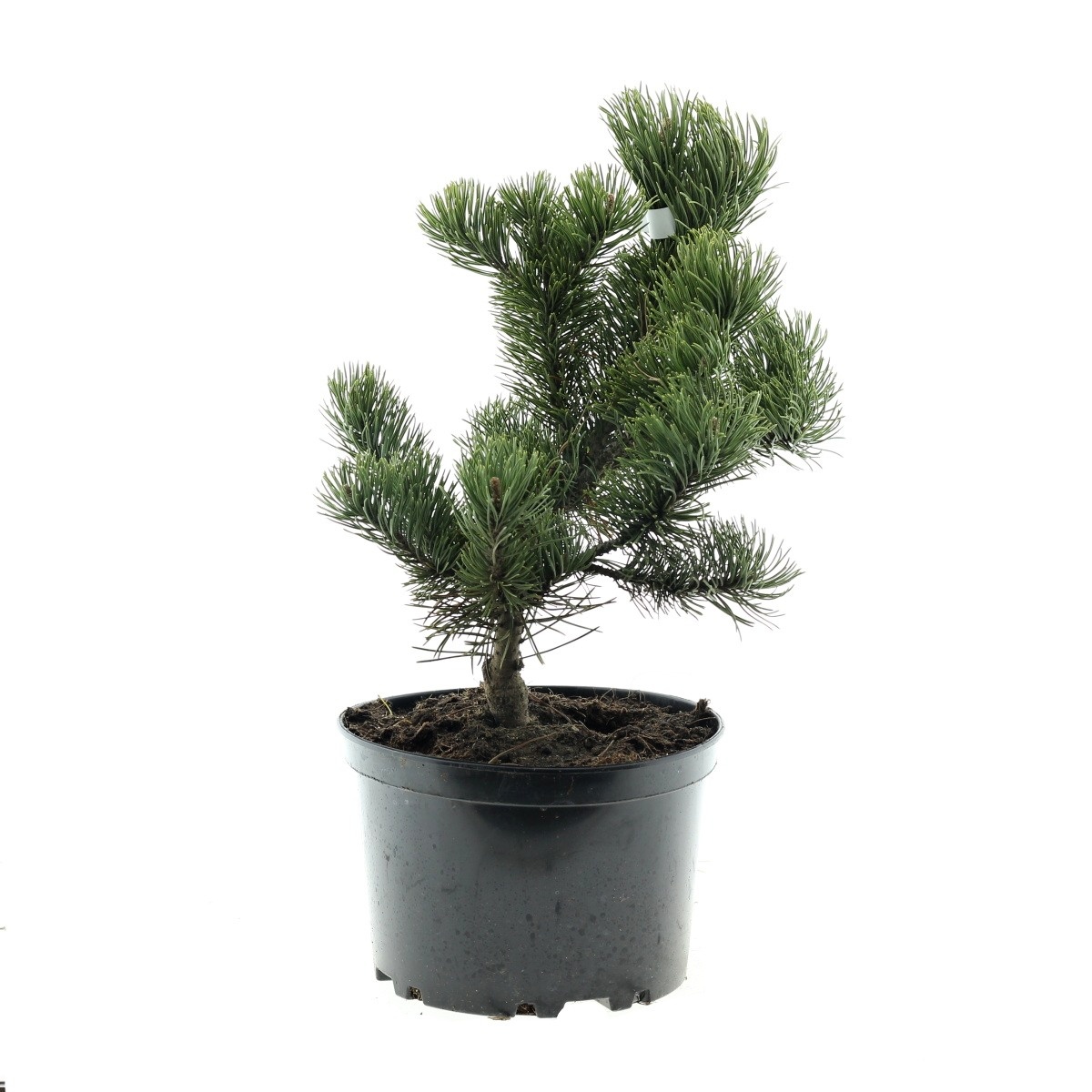 Zakrsle rostoucí jehličnany - Borovice kleč Krauskopf 5 litrů