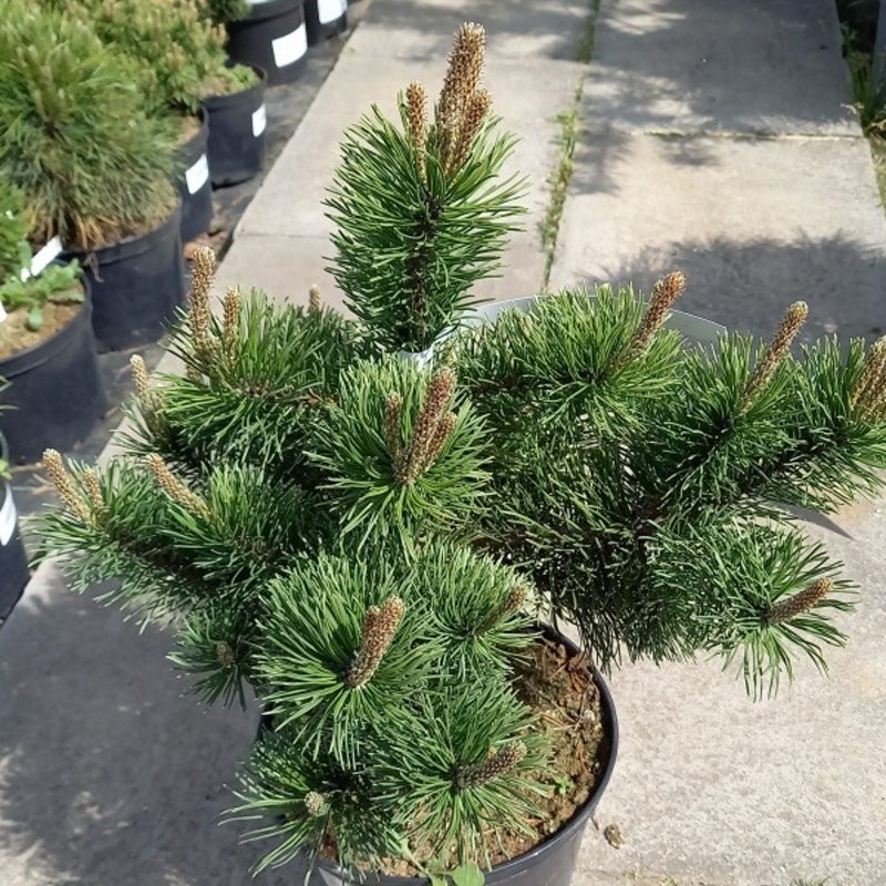 Borovice kleč Krauskopf 5 litrů-0