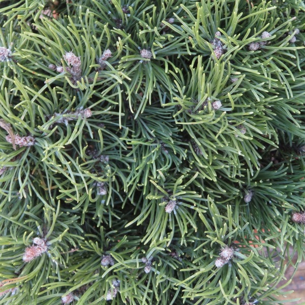 Zakrsle rostoucí jehličnany - Borovice kleč Laurin výška 40/60cm, květináč 30 litrů