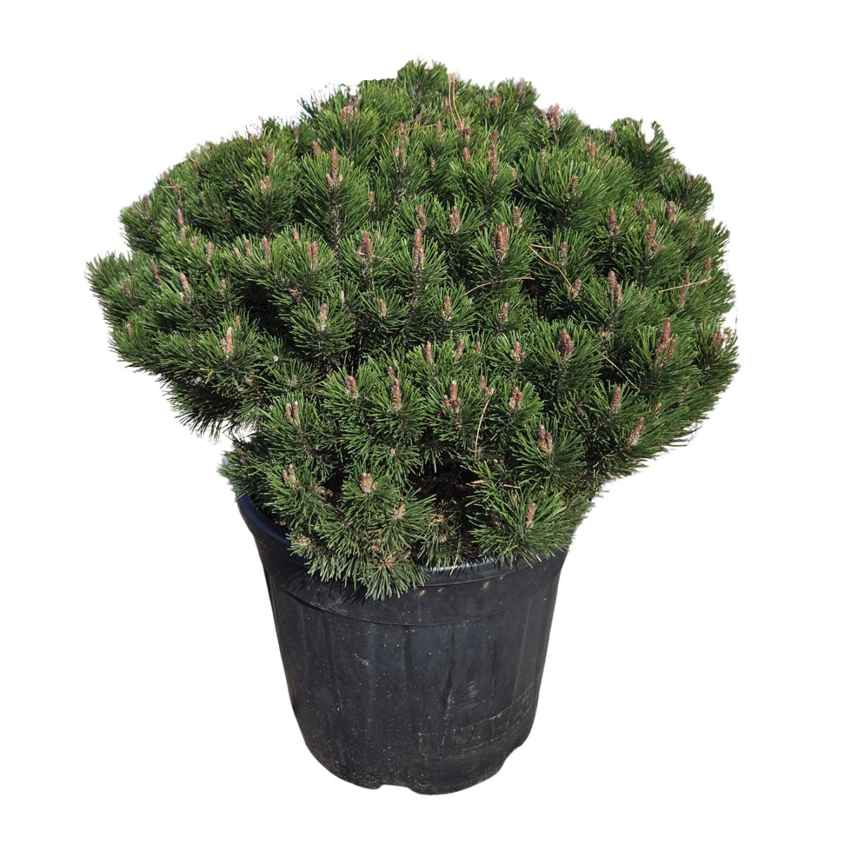 Zakrsle rostoucí jehličnany - Borovice kleč Laurin výška 40/60cm, květináč 30 litrů