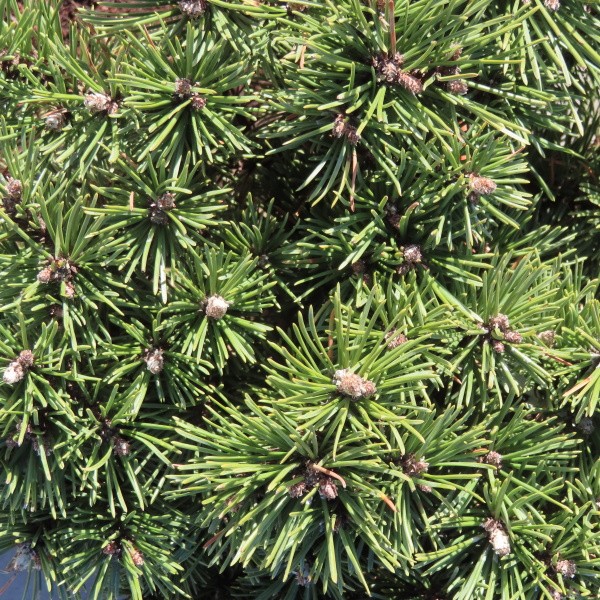 Zakrsle rostoucí jehličnany - Borovice kleč 'Little Lady' 5 litrů