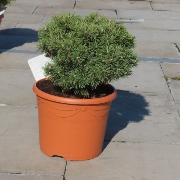 Borovice kleč 'Little Lady' 5 litrů-0