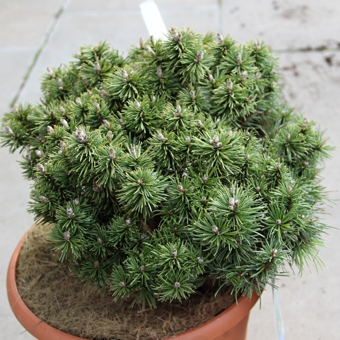 Zakrsle rostoucí jehličnany - Borovice kleč  'Little Lady' 7,5 litru