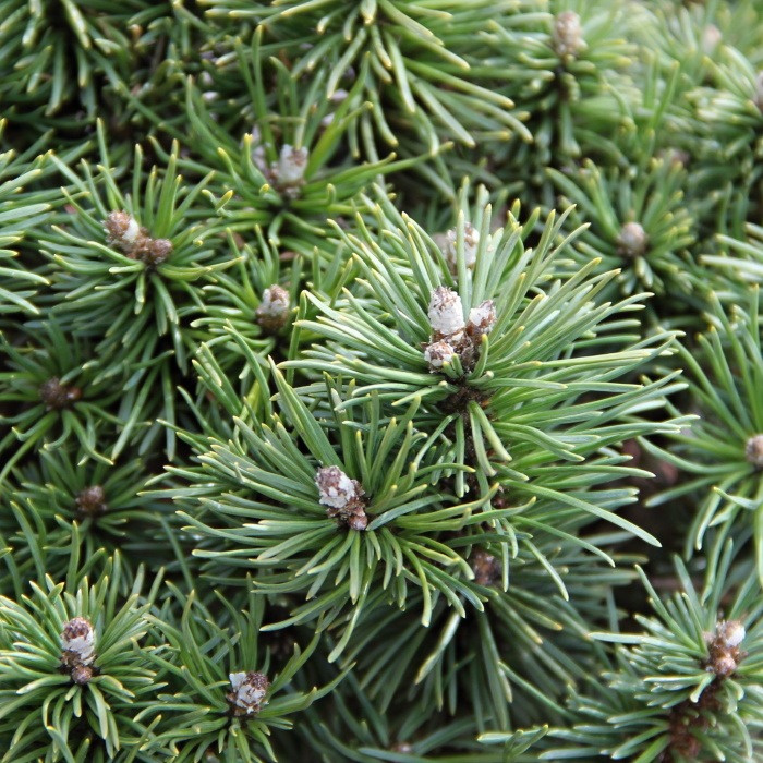 Borovice kleč  'Little Lady' 7,5 litru-0