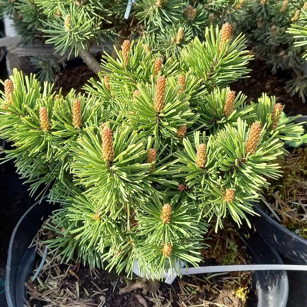 Zakrsle rostoucí jehličnany - Borovice kleč 'Matěj' květináč 4 litry