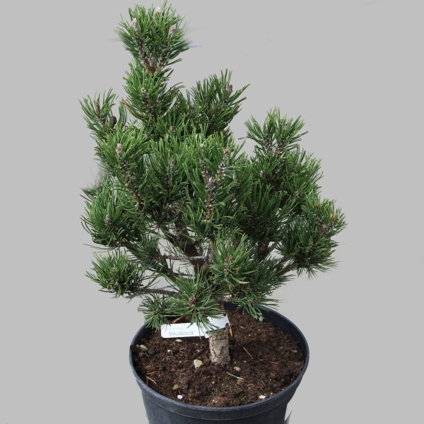 Zakrsle rostoucí jehličnany - Borovice kleč 'Mikulášovice' 4 litry