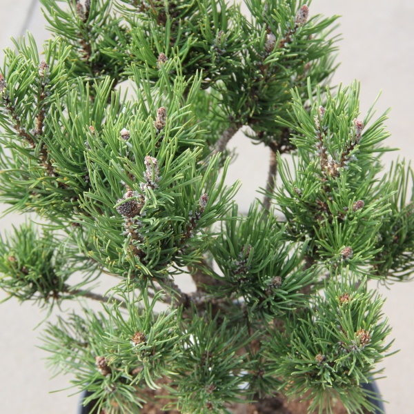 Borovice kleč 'Mikulášovice' 4 litry-0