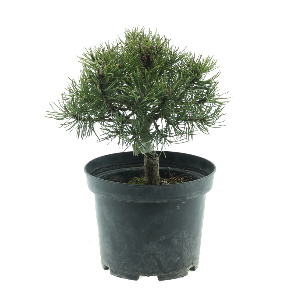 Zakrsle rostoucí jehličnany - Borovice kleč 'Mops' 3 litry