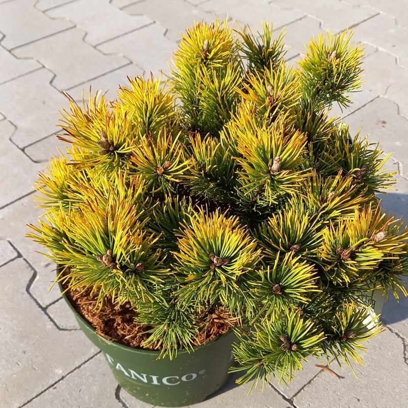 Zakrsle rostoucí jehličnany - Borovice kleč 'Mops Gold' výška 20/25cm, květináč 3,7 litru