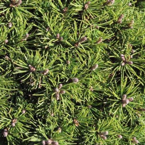 Zakrsle rostoucí jehličnany - Borovice kleč Mops kmínek 1/2, 30 litrů