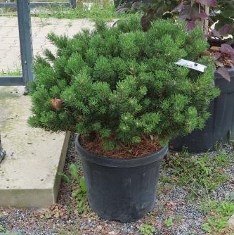 Zakrsle rostoucí jehličnany - Borovice kleč 'Mops' květináč 30 litrů, výška 40/50cm, keř