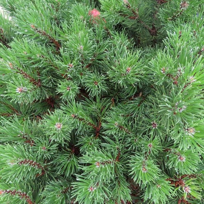 Borovice kleč 'Mops' květináč 30 litrů, výška 40/50cm, keř-0