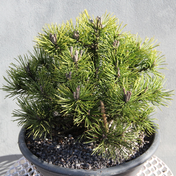 Zakrsle rostoucí jehličnany - Borovice kleč 'Mops' miska 3,5 litru