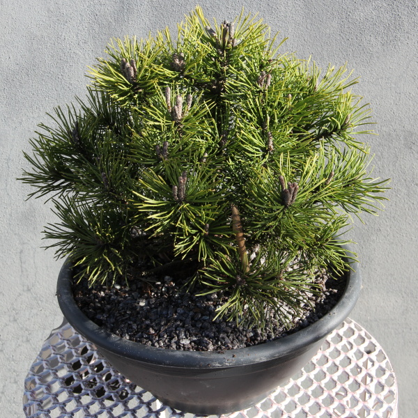 Borovice kleč 'Mops' miska 3,5 litru-0