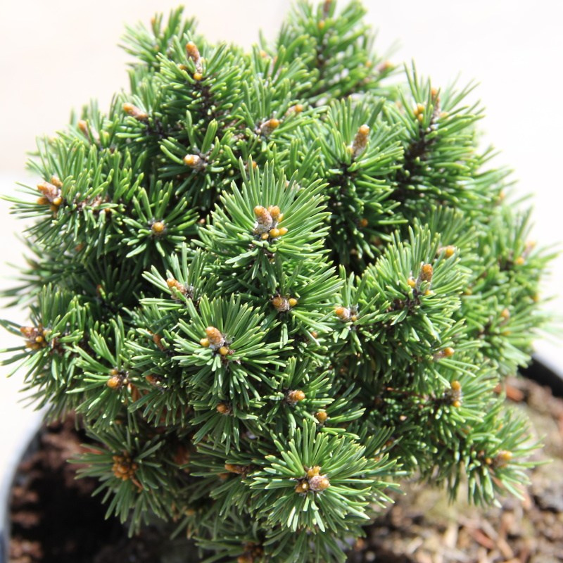 Borovice klěč Mops WB Bášť 2 litry-0