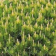 Zakrsle rostoucí jehličnany - Borovice kleč 'Mughus' 28 litrů