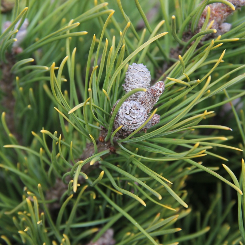Zakrsle rostoucí jehličnany - Borovice kleč 'Mughus' 60 litrů