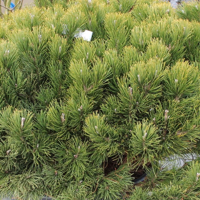 Borovice kleč 'Mughus' 60 litrů-0