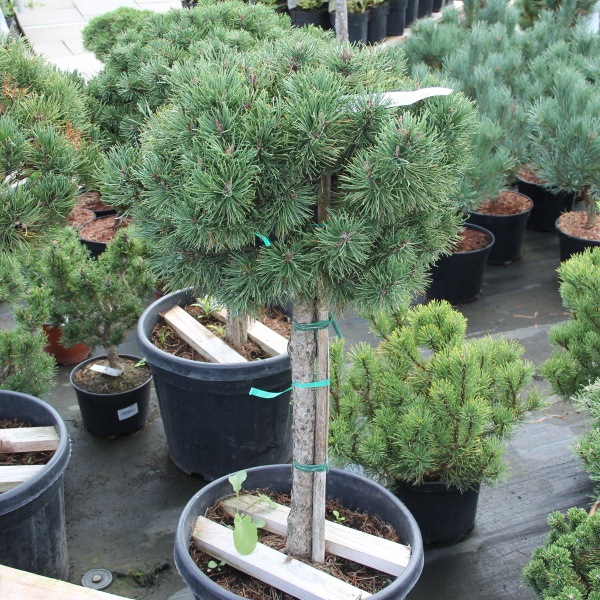 Zakrsle rostoucí jehličnany - Borovice kleč 'Mughus' kmínek 80cm, 35 litrů