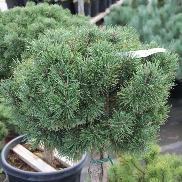 Borovice kleč 'Mughus' kmínek 80cm, 35 litrů-0